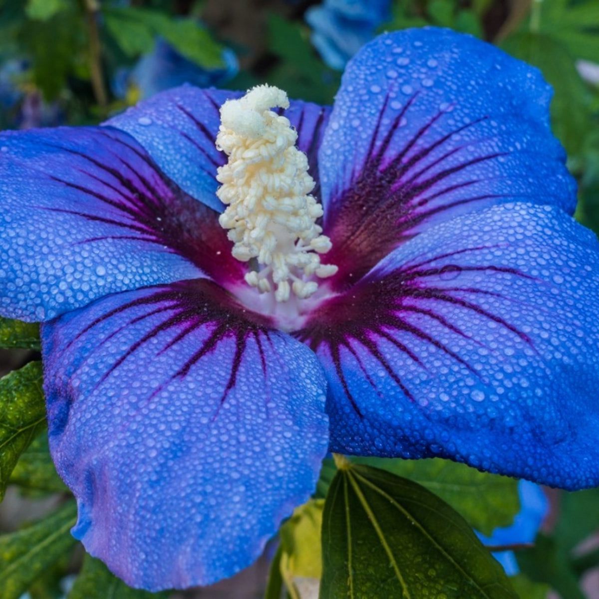 Blue Hibiscus plant