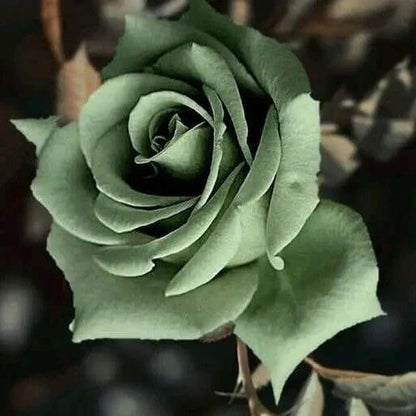 Army Green Rosa plant