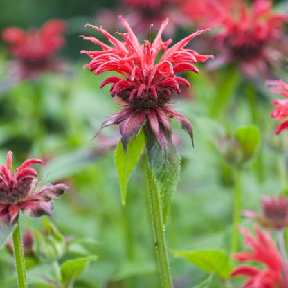 Scarlet Beebalm plant