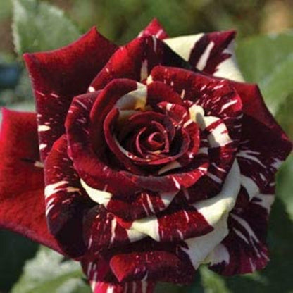 Abracadabra rose flowers