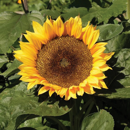 Dwarf Sunspot Sunflower plant