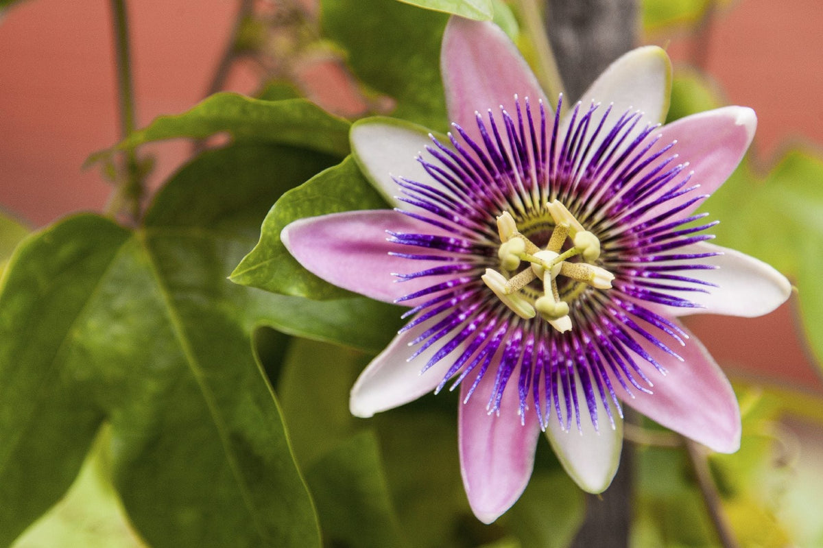Passion Passiflora Incarnata plant