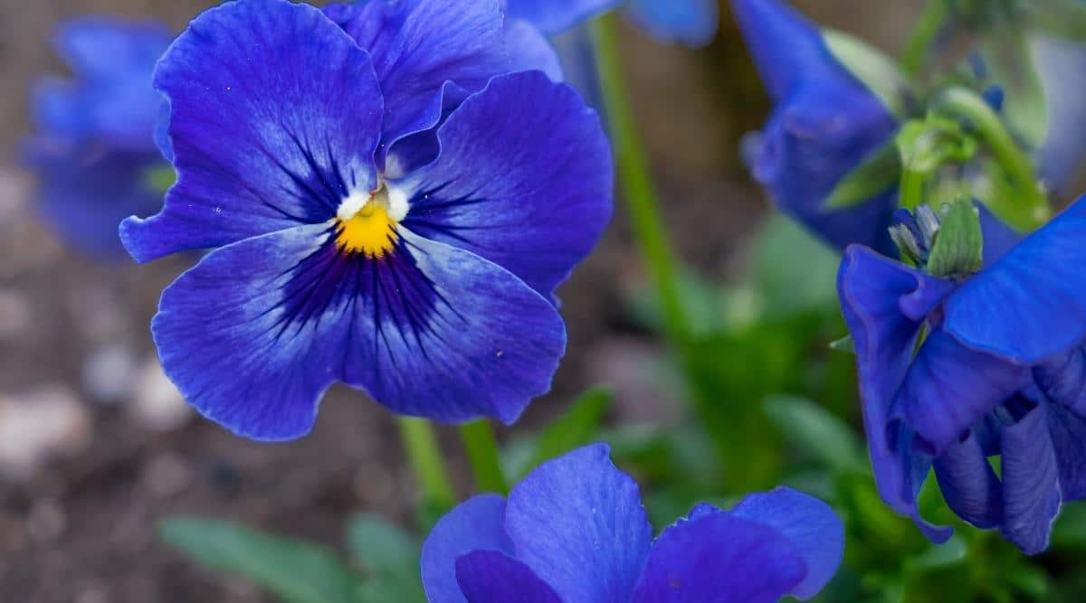 Blue Pansy plant