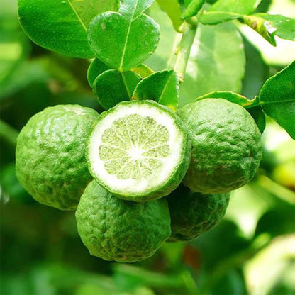 Bergamot Orange plant