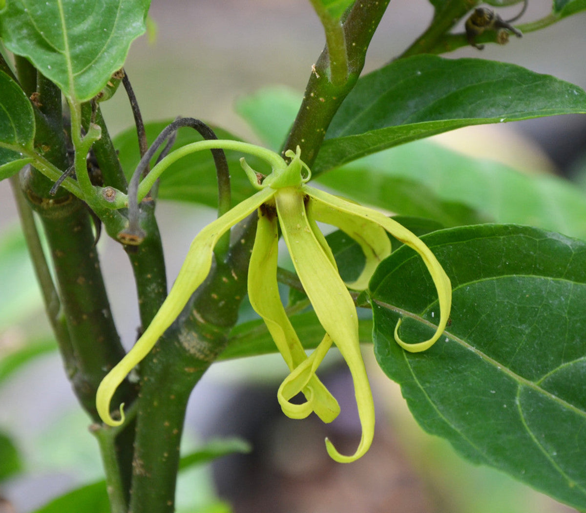 Aromatic Ylang-Ylang plant