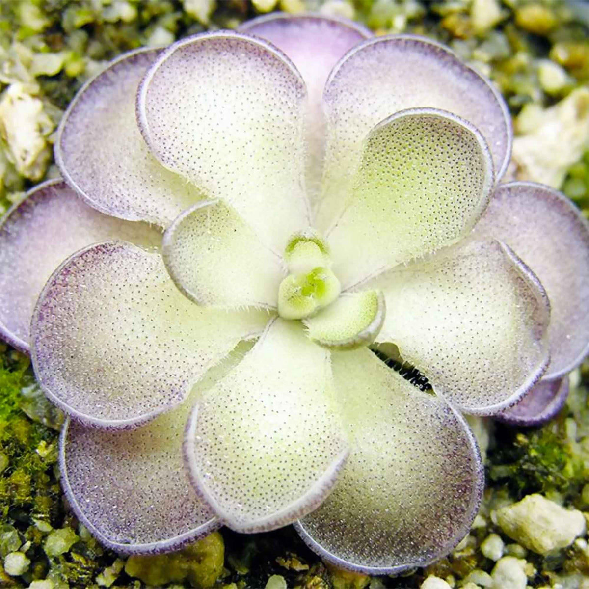 Cyclosecta Pinguicula plant
