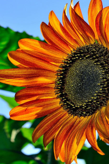 Bicolor Sunflower plant