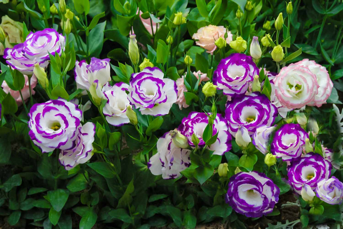 Prairie Gentian Lisianthus plant