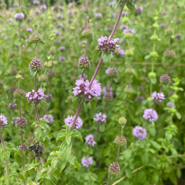 Perennial Pennyroyal plant