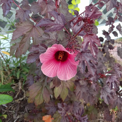 Cranberry Hibiscus plant