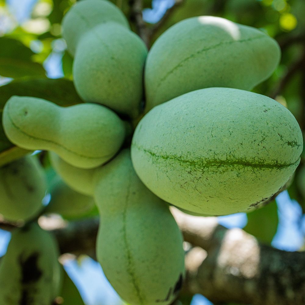 Asimina Triloba Pawpaw plant
