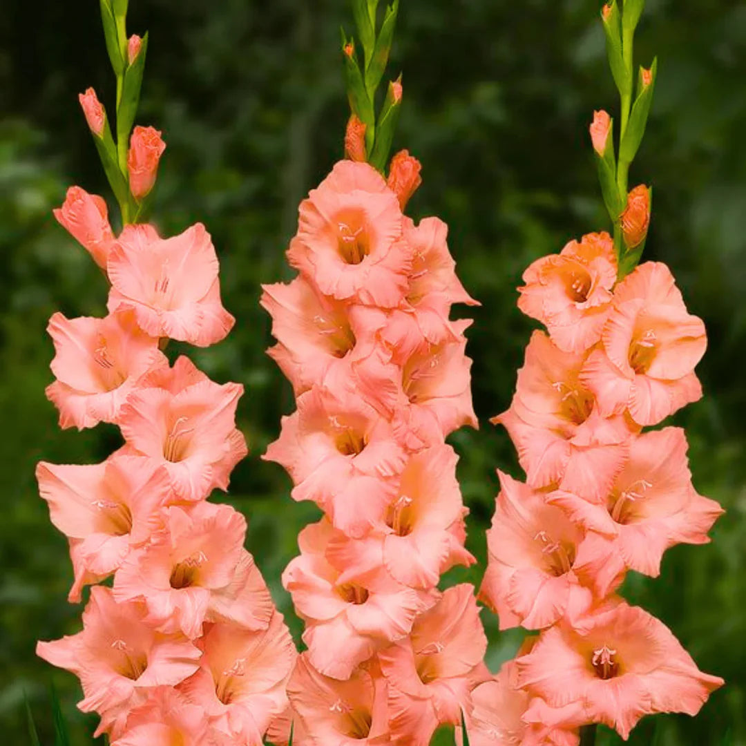 Pink Gladiolus flower seeds