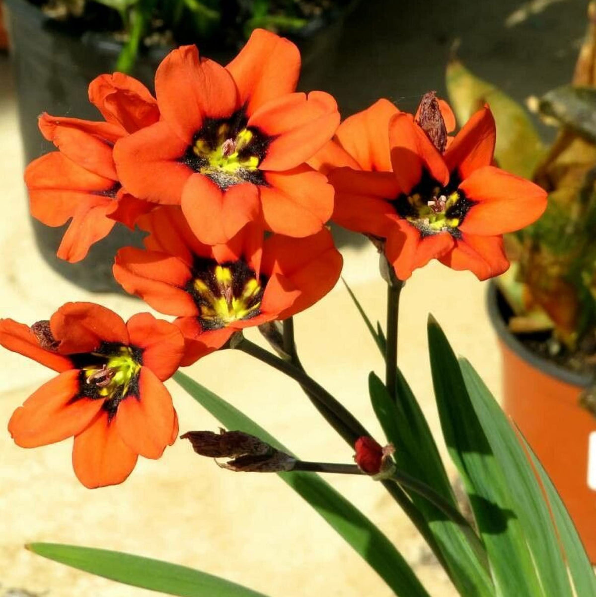 Orange Sparaxis Tricolor plant