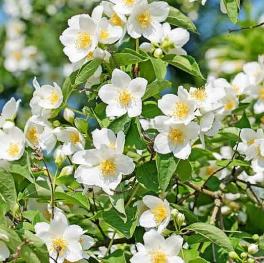White Philadelphus flower seeds