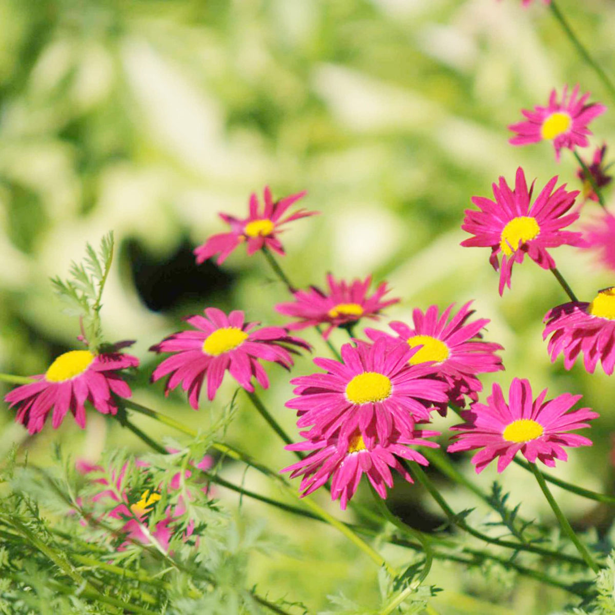 Pyrethrum Daisy plant