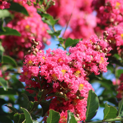 Pink Crape Myrtle plant