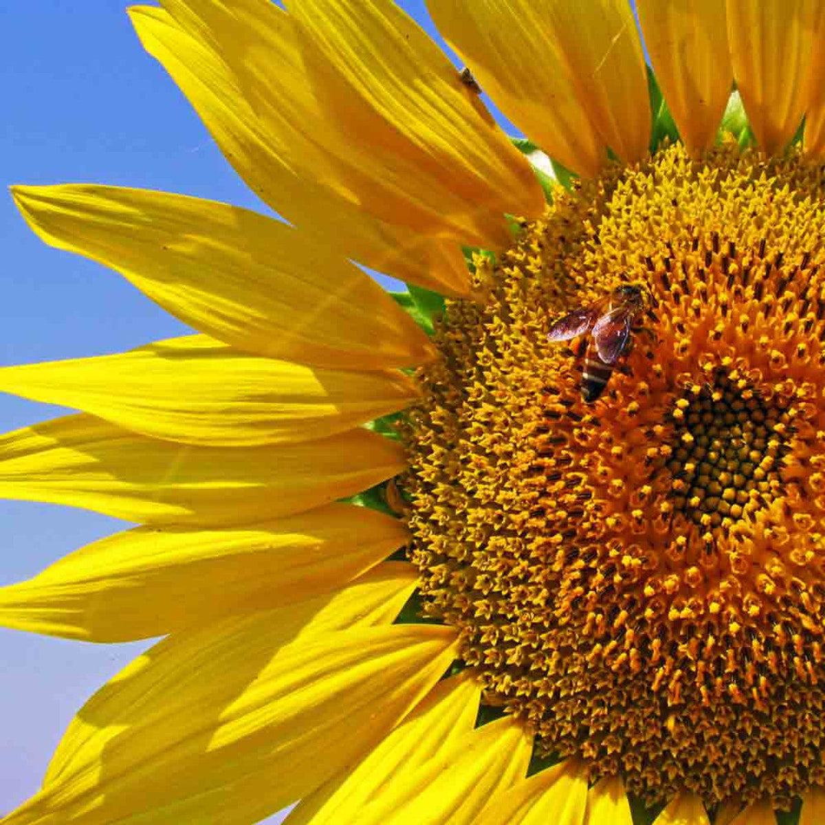 Grey Stripe Sunflower plant