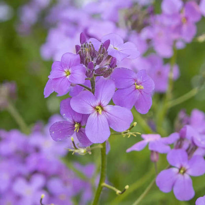 Violet Linifolium flower seeds