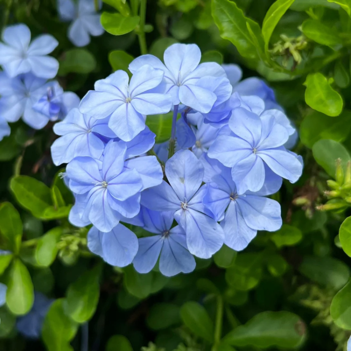 Blue Plumbago plant