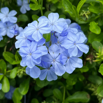 Blue Plumbago plant
