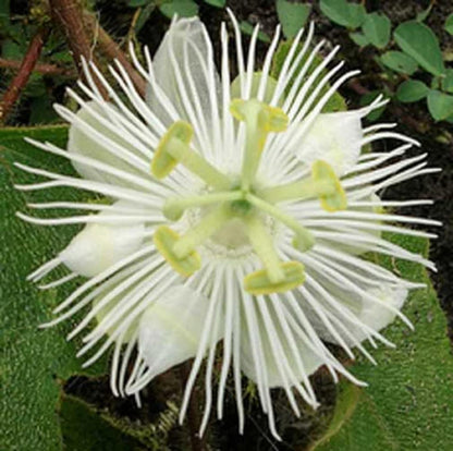 Alba Passiflora Foetida plant