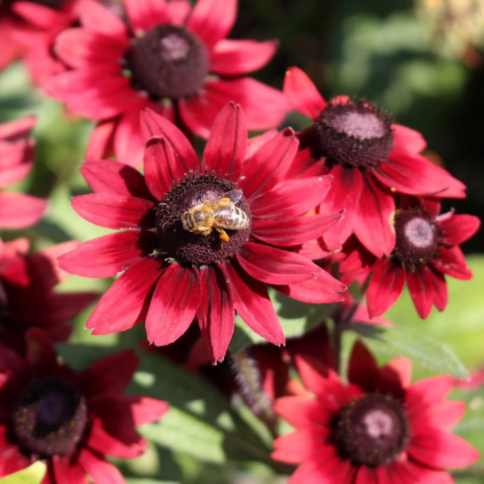 Cherry Brandy Rudbeckia plant