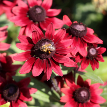 Cherry Brandy Rudbeckia plant