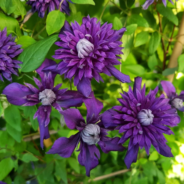 Dark Purple Clematis plant