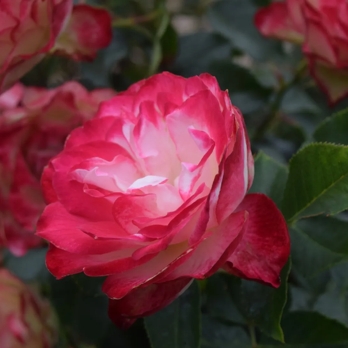 Rosa plant