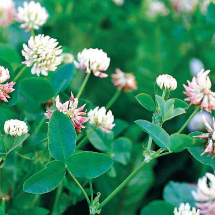 Clover plant