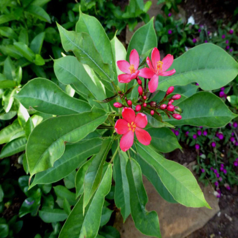 Jatropha flower seeds