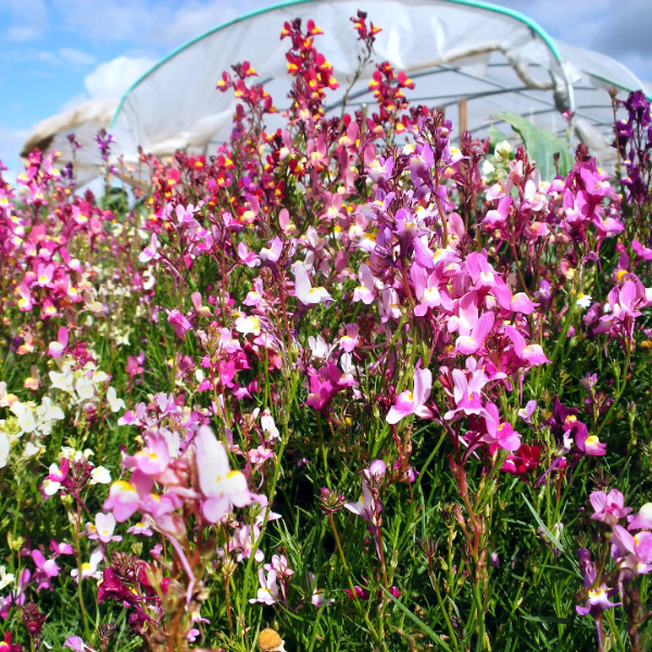 Annual Wild Toadflax plant
