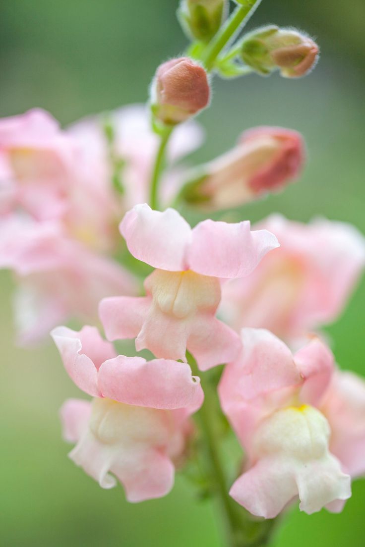 Appleblossom Snapdragon plant