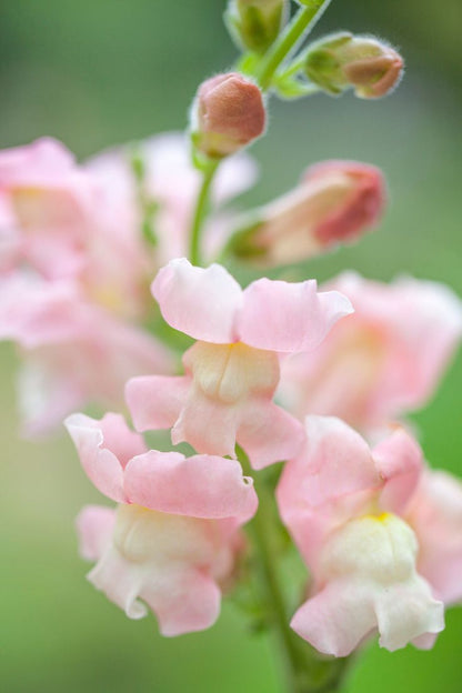 Appleblossom Snapdragon plant