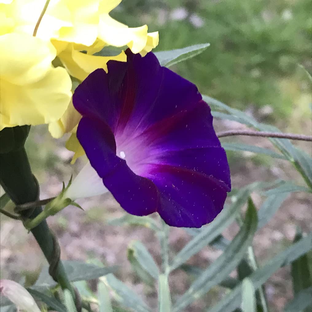 Black Morning Glory plant