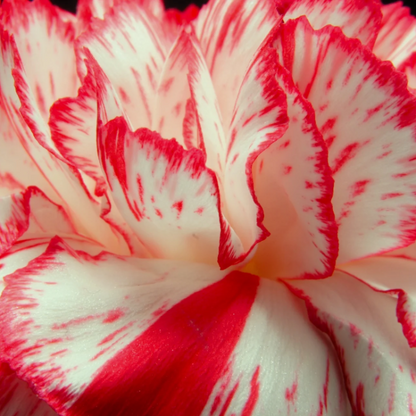 & White Carnation plant