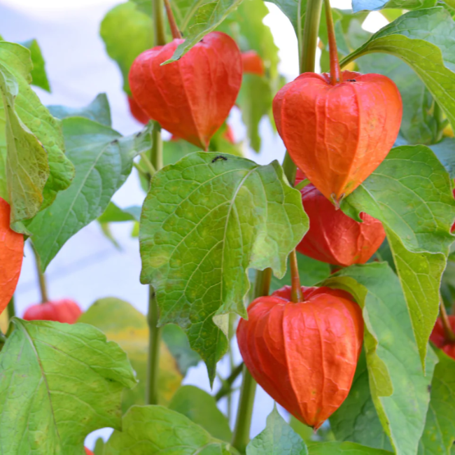 Chinese Lantern Lantern plant