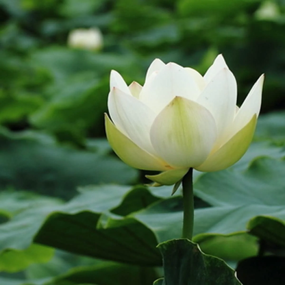 Bonsai Lotus plant