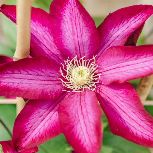 Bourbon Clematis plant