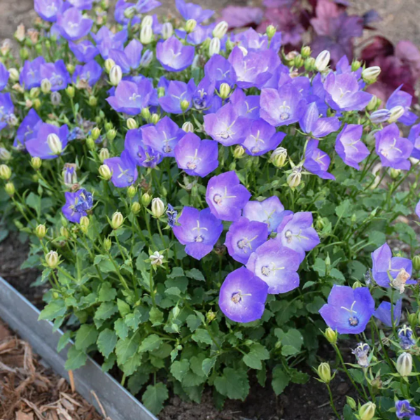 Carpathian Blue Campanula plant
