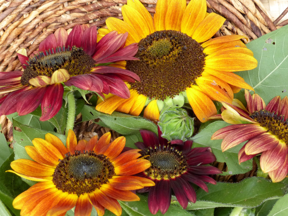 Evening Colors Sunflower plant
