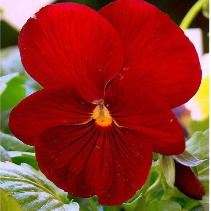 Red Pansy plant