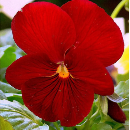 Red Pansy plant