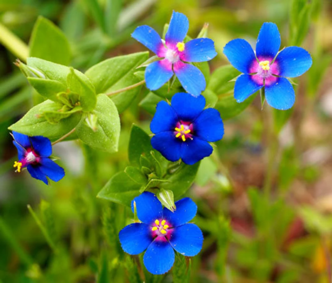 Blue Pimpernel plant