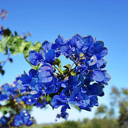 Balcony Blue Bougainvillea plant