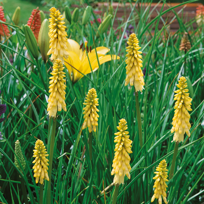 Yellow Hot Poker plant