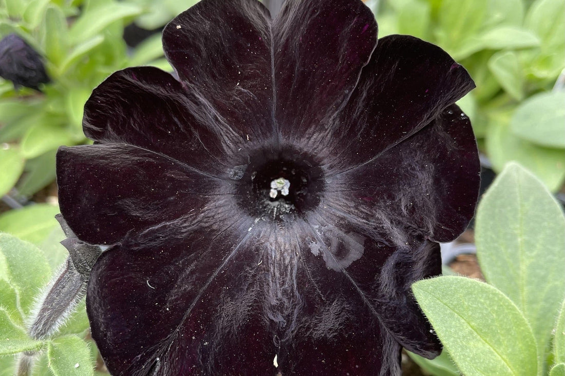 White Black flower seeds