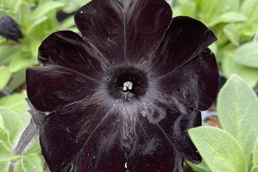 White Black flower seeds