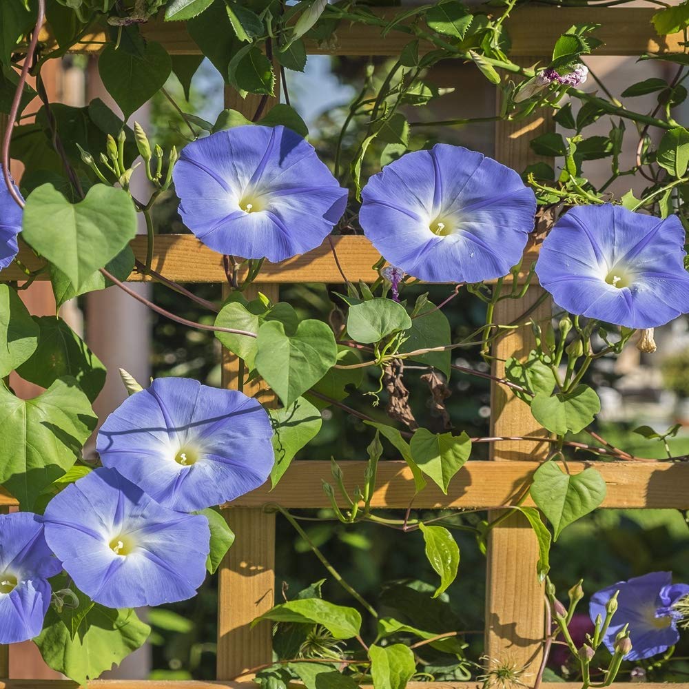 Picotee Morning Glory plant
