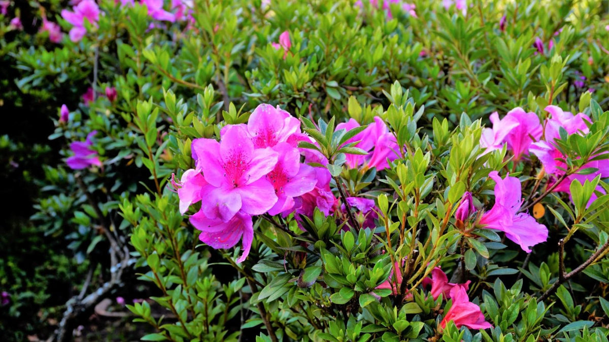 Autumn Royalty Azalea plant